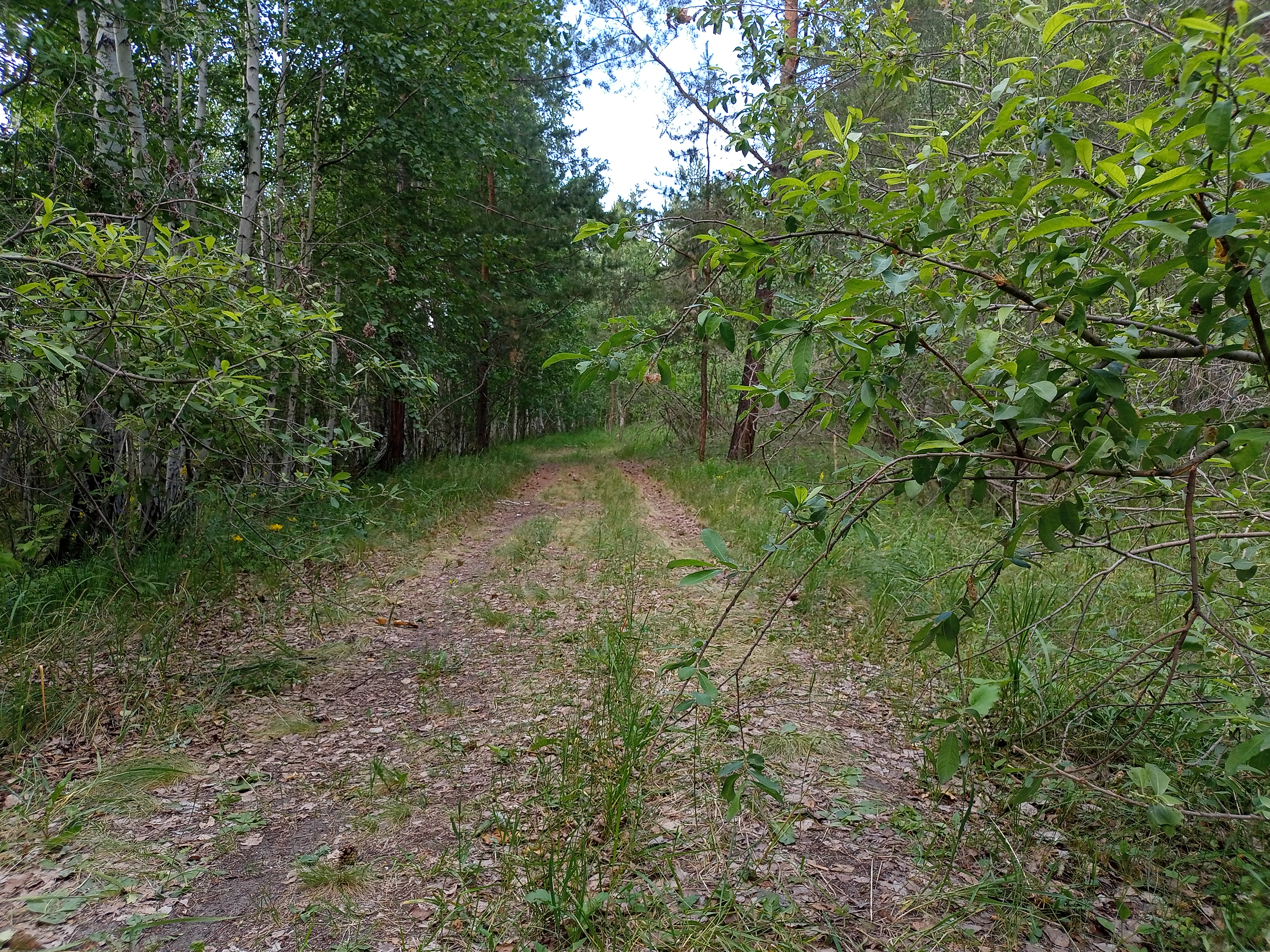 Лесная дорога
